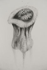 Alice Baillaud, Foto: Alice Baillaud